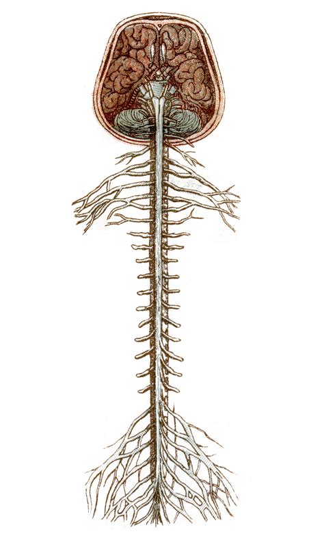 The spinal cord - Queensland Brain Institute - University of Queensland