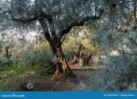 Garden of Gethsemane. Biblical Olive Garden, Where Jesus Prayed Stock Photo - Image of landmark ...