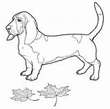 Basset Hound Coloring Page  Free Printable Pages sketch template