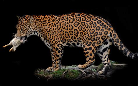 Jaguar eating a chicken | Photographed at Chester Zoo | Flickr