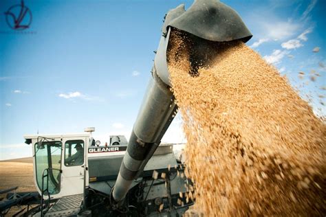 Palouse Wheat Harvest South of Spokane, WA.