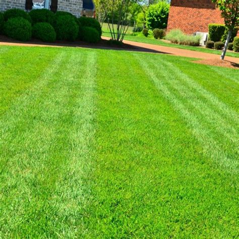 12 of the Best Drought-Resistant Grasses for a Greener Lawn