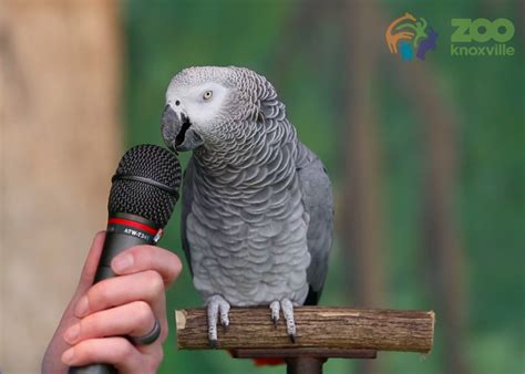 Watch Einstein the parrot do hilarious impressions (VIDEO).