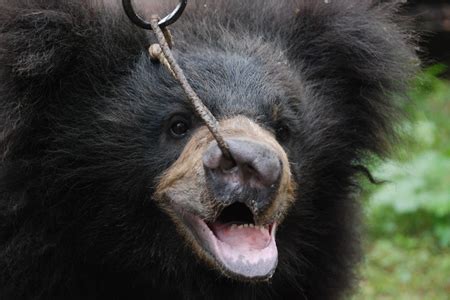 Bear Cub Saved from a Dancing Fate - India's Endangered