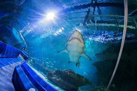 Opening Times | Visitor Information | Blue Planet Aquarium