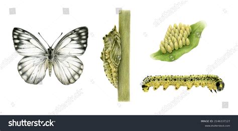 Life Cycle Cabbage Butterfly Cabbage White Stock Illustration ...