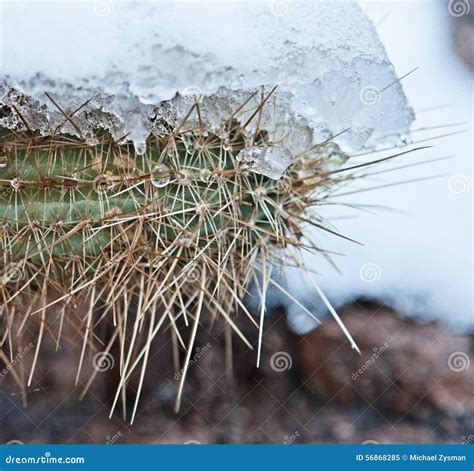 Snowy Cactus - Rare Arizona Storm Stock Image - Image of winter, nature: 56868285