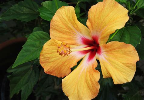 Tips On Caring For Hibiscus Plants