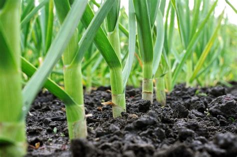 Planting Spring Garlic – Parkland Peonies