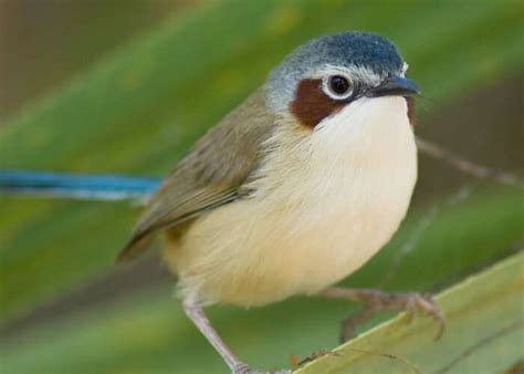 Purple-crowned fairy wrens exhibiting unusual breeding behaviour