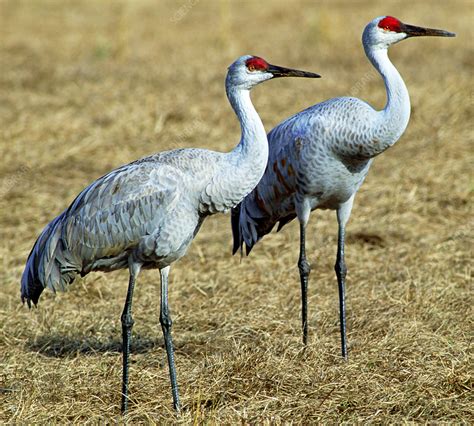 Sandhill Crane pair - Stock Image - C006/4825 - Science Photo Library