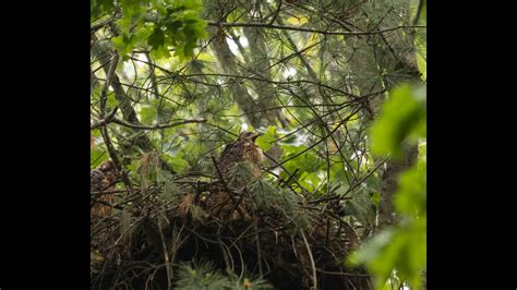 The NESTING of the Northern goshawk (Accipiter gentilis)! - YouTube