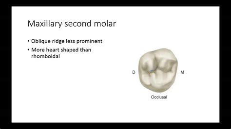 Dental Anatomy: Permanent Molars - YouTube