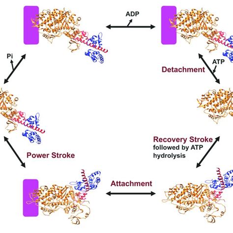 (PDF) Modulating Beta-Cardiac Myosin Function at the Molecular and Tissue Levels