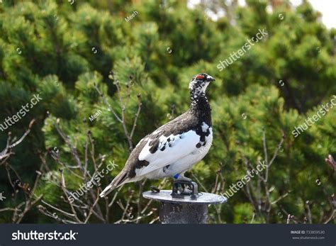 10 Tarmigan Images, Stock Photos & Vectors | Shutterstock