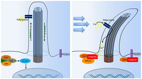 IJMS | Free Full-Text | Primary Cilium-Dependent Signaling Mechanisms