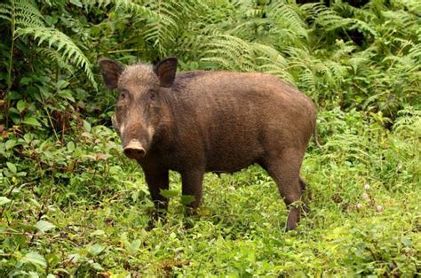 A Silver Swining: “Destructive” Wild Pigs Actually Help Build Rainforests