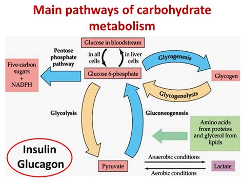 Carbohydrate metabolism - презентация онлайн