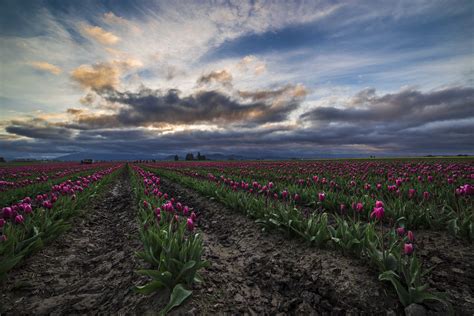 Skagit Valley Tulips 2015 | North Western Images - photos by Andy Porter