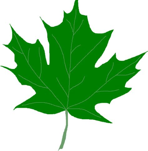 Green Leaf Clipart Green Maple Leaves Clipart Clip - Clip Art Green Leaf - Png Download - Full ...