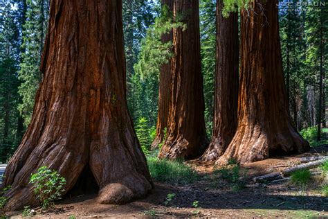 Mariposa Grove of Giant Sequoias - Joe's Guide to Yosemite National Park