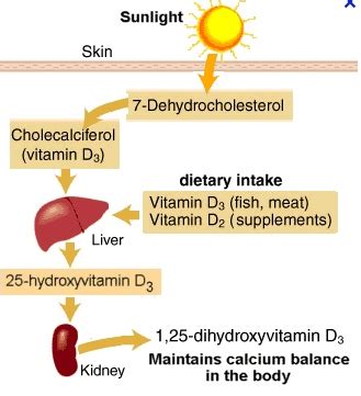 25 hydroxy vitamin d