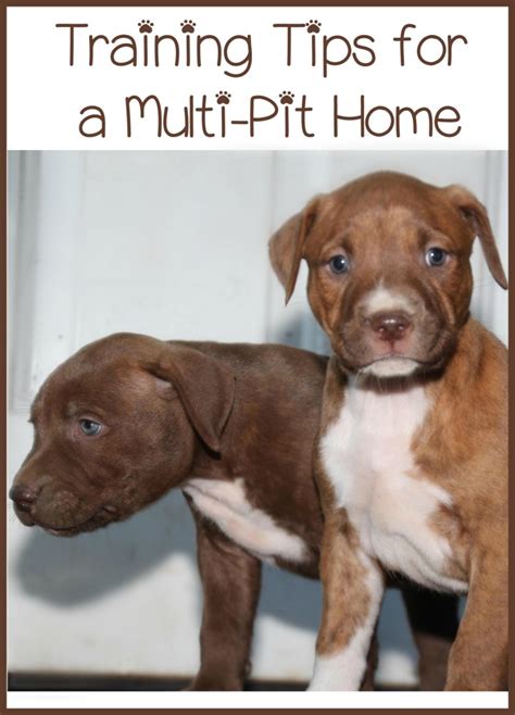 Pitbull Puppy Training Tips - A Multiple Pit Home - DogVills