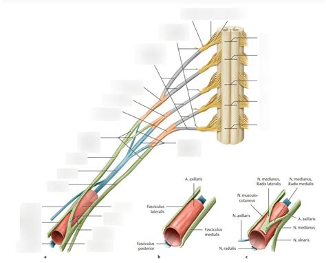 Plexus brachialis Aufbau Diagram | Quizlet