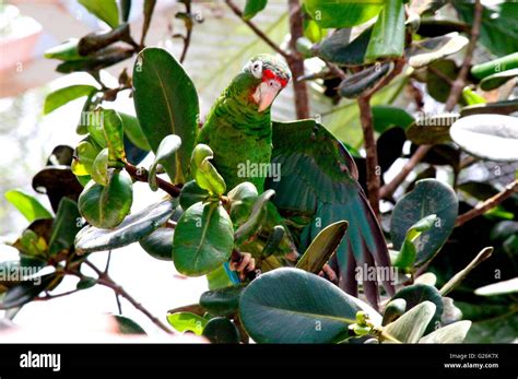 The endangered Puerto Rican parrot after being released from a captive breeding program at the ...