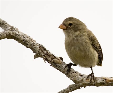 Small Tree-Finch (Birds of the Galapagos) · iNaturalist