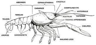 Youth Science Lesson - Invertebrates - Lesson 3 Crustaceans - UF/IFAS Extension Escambia County