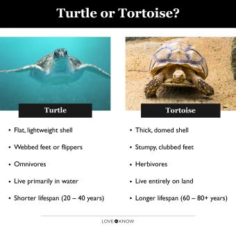 Turtle vs. Tortoise as a Pet: Which Is the Right Reptile for You? | LoveToKnow Pets