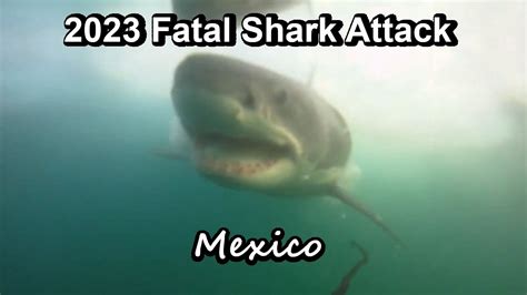 2023 Fatal Shark Attack Great White Shark 🦈 - YouTube