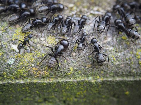 How to Get Rid of Ants Naturally | Insight Pest Solutions