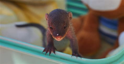 Photoseries: Sonny, the rescued baby mongoose - Africa Geographic