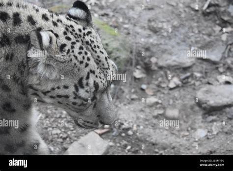 Snow leopard, Central Park zoo Stock Photo - Alamy