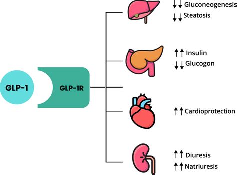 Group Starts for GLP-1 RA Therapies - IDEAL Diabetes