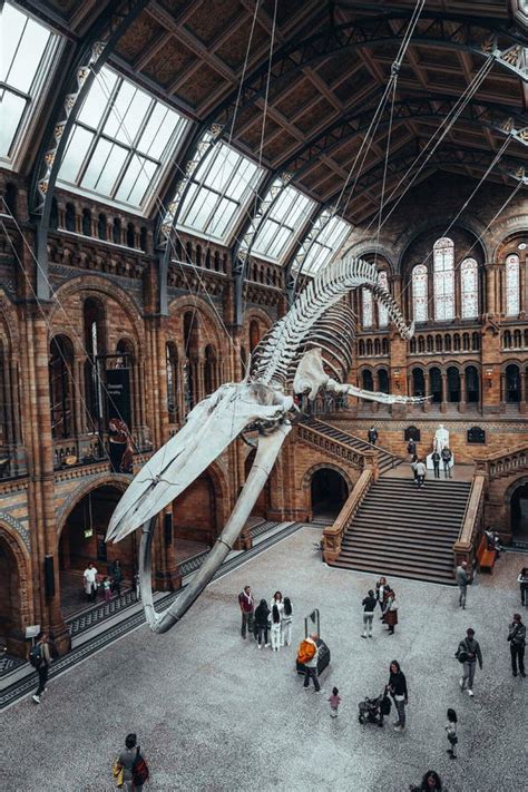 Dinosaur Skeleton in Natural History Museum in London United Kingdom ...