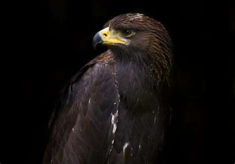 Black Eagle - Lombok Wildlife Park