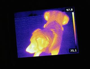 Thermal Dog | My geek friend Ken showing me a thermal infrar… | Flickr