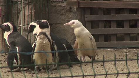 Rare albino penguin makes its debut at zoo in Poland | FOX 4 Kansas City WDAF-TV | News, Weather ...