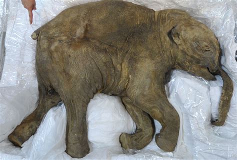 Wooly Mammoth De-extinction Scientist Reveals Plan To Create 'Arctic Elephant' - Newsweek