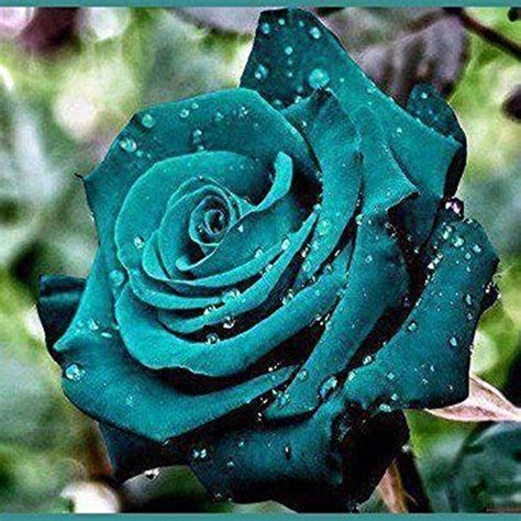 Dark Green Rose Valentine Lover Flower Plant 1 Grafted Rose Live Plant ...