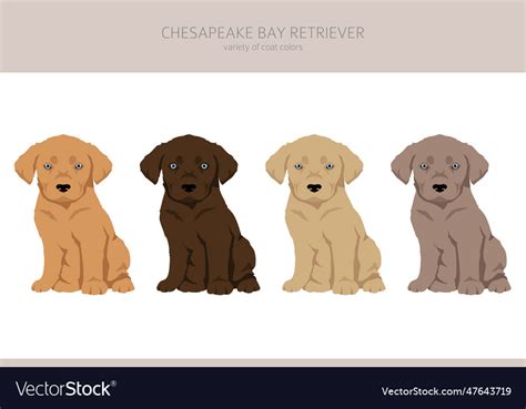 Chesapeake bay retriever puppies clipart Vector Image