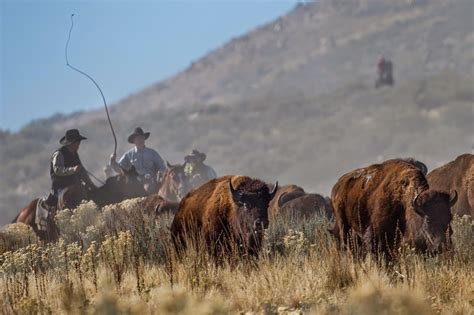 Benjamin Zack Photography: Bison Roundup on Antelope Island