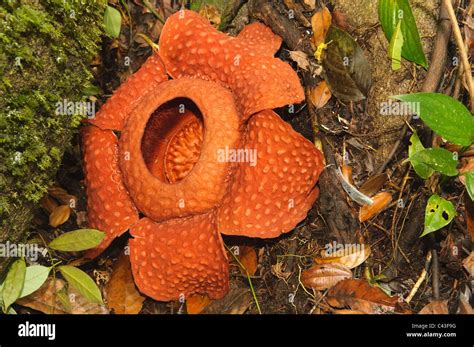 rafflesia tuan-mudae, the world's largest flower, in Gunung Gading National Park in Sarawak ...