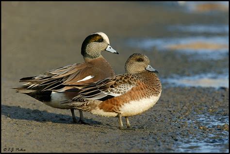 American Wigeon Page