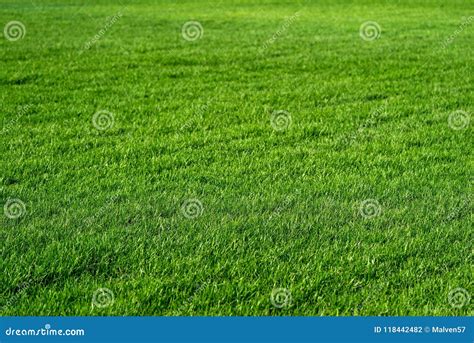 Texture of a green lawn stock photo. Image of blank - 118442482