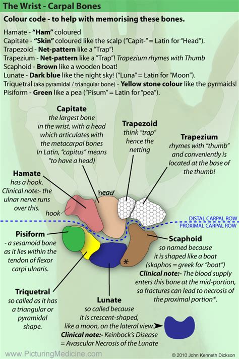 Anatomy