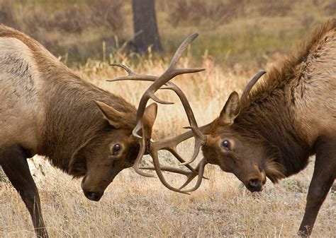 Fighting Elk Photograph by Lowell Monke